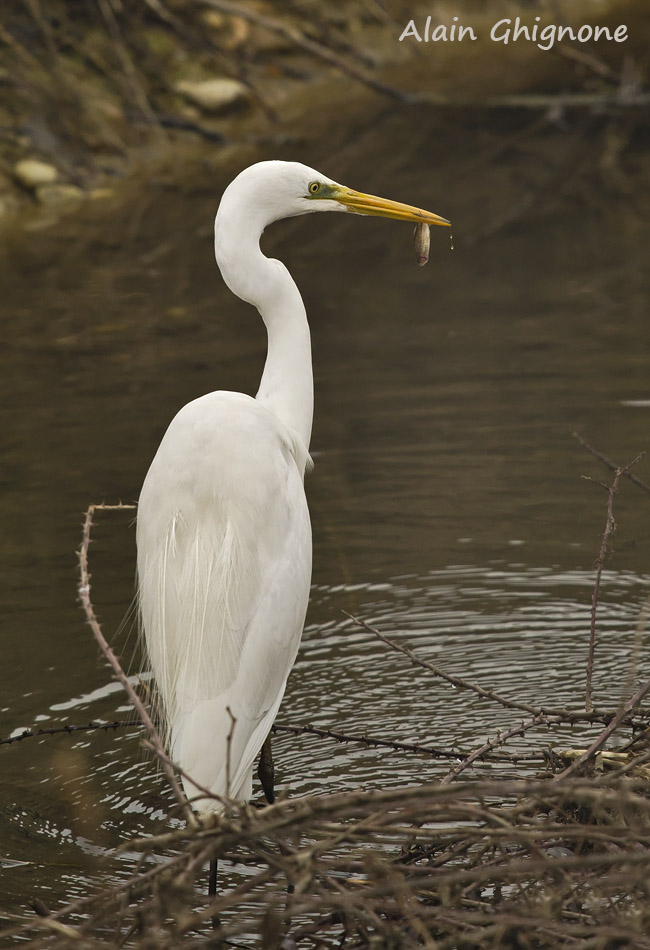 airone bianco a pesca